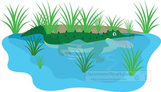 alligator in florida swamp clipart