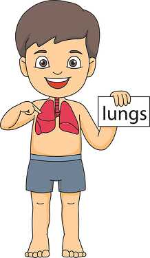 anatomy boy with lungs