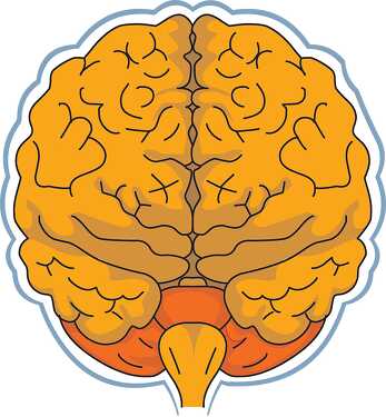 anatomy brain