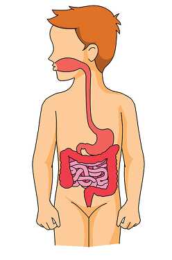 anatomy digestive system organs