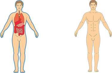 anatomy human body organs