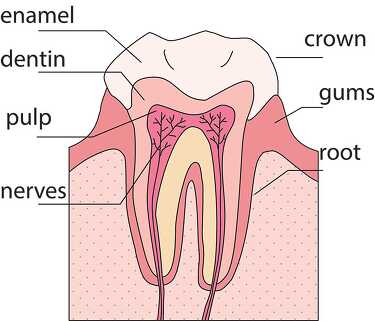 anatomy of a tooth 2