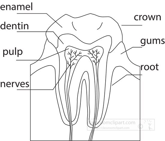 anatomy of a tooth clipart