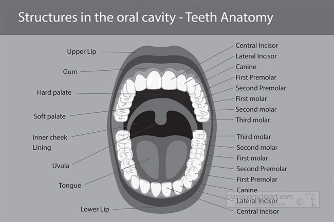 anatomy of teeth oral cavity labeled gray color
