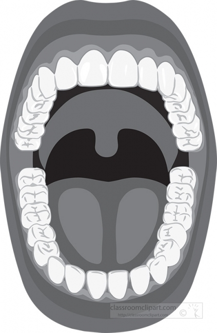 anatomy of teeth oral cavity white background gray color
