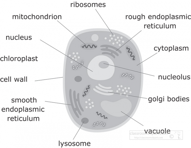 lysosome clipart