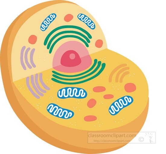 animal cell with organelles clipart