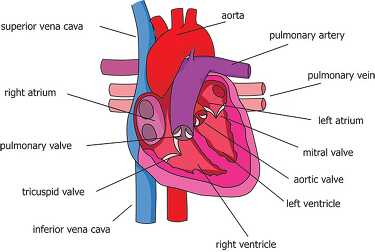 aorta parts of the heart circulatory system labeled 2