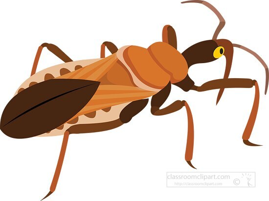 assassin bug insect clipart