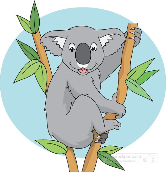 austrialian koala sitting in tree holding branch