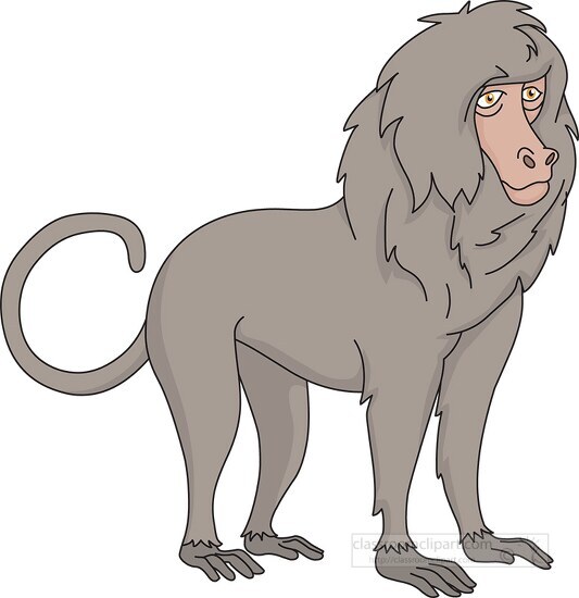 baboon with curly tail clipart