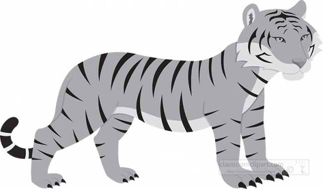 baby bengal tiger gray clipart