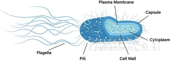 bacteria cross section labeled parts vector clipart