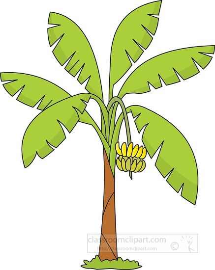 banana tree clipart