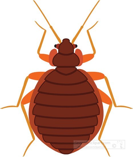 bed bug insect clipart 818