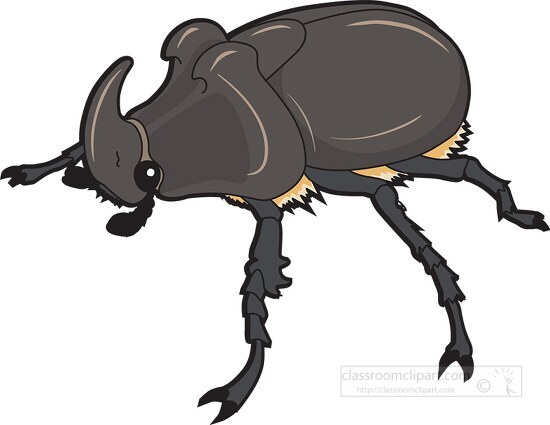 beetles rhinoceros beetle clipart