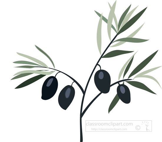 black olive surrounded by leaves on tree branch clipart