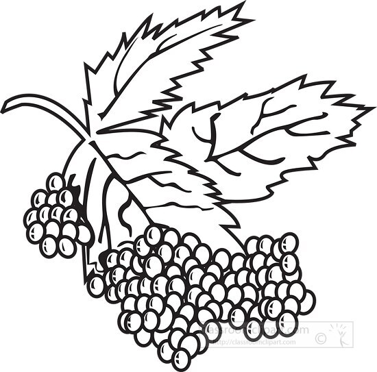 black outline purple grapes with leaves clipart