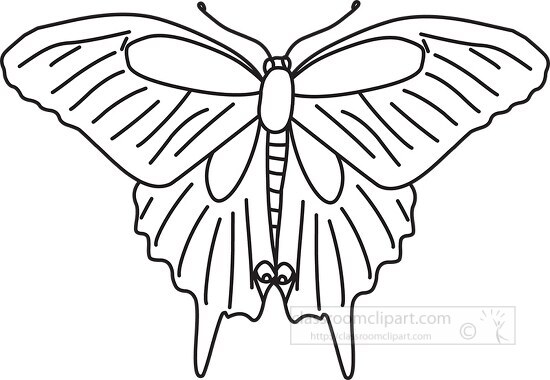 black swallowtail butterfy outline clipart
