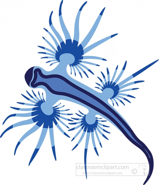 blue dragon sea slug blue glaucus atlanticus clipart