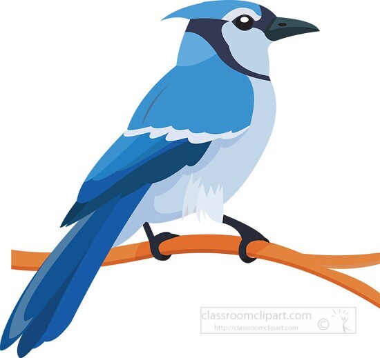 Bird Clipart-blue jay bird on branch clipart