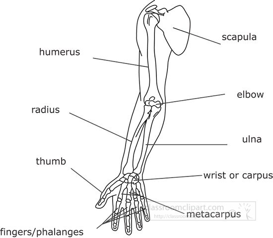 bone structure human arm outline clipart