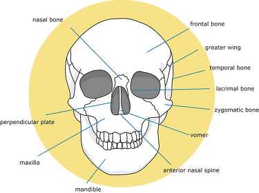 bone structure human face and skull clipart