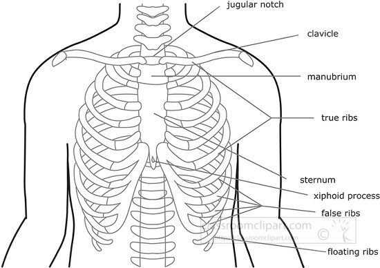 bone structure rib cage outline clipart