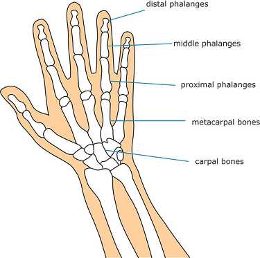 bone strurcture of the human hand 03