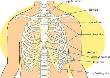 bone strurcture of the rib cage 14