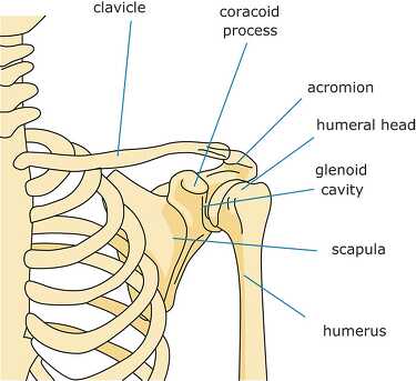 bone strurcture of the shoulder human body