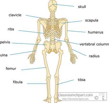 bones Skeletal System Human back view clipart