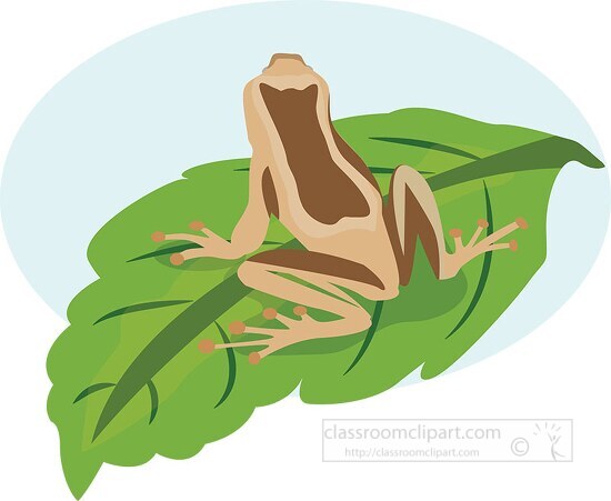brown frog sitting on green leaf clipart