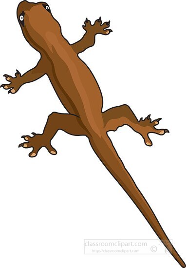 brown salamander clipart