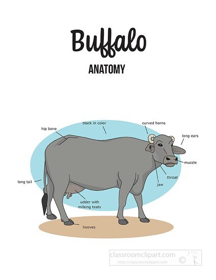 buffalo female anatomy labeled clipart
