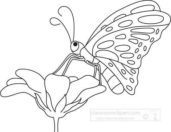 butterfly lands on flower black white outline clipart