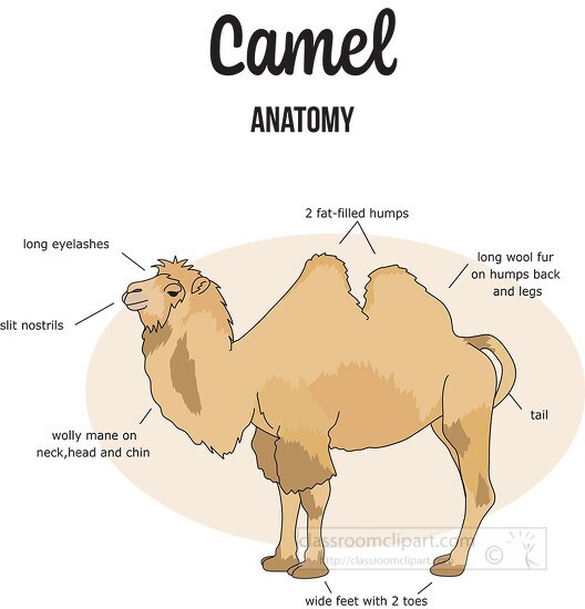 camel external anatomy clipart