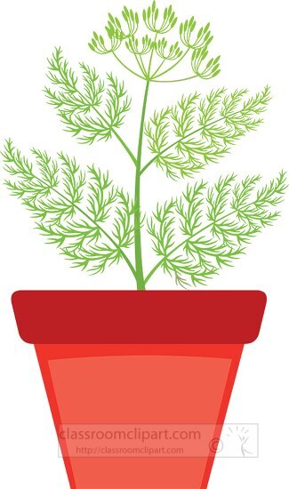 caraway growing in planter herb clipart