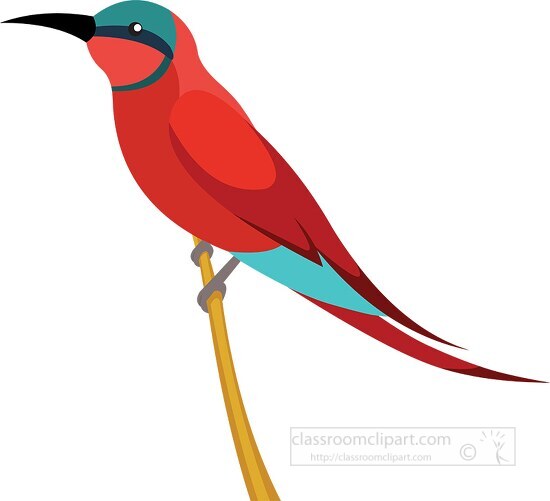 carmine bee eater bird clipart