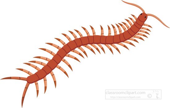 centipedes arthropod clipart