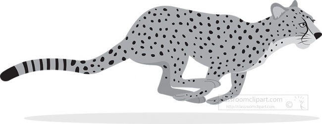 cheetah running white background vector gray color