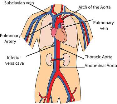 circulatory system diagram 1219