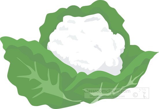 cauliflower clip art
