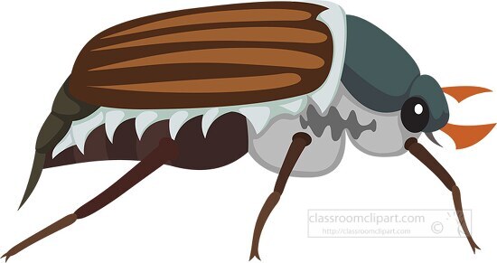 cockchafer insect clipart