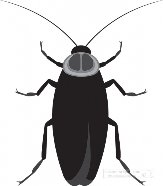 cockroach insect gray clipart