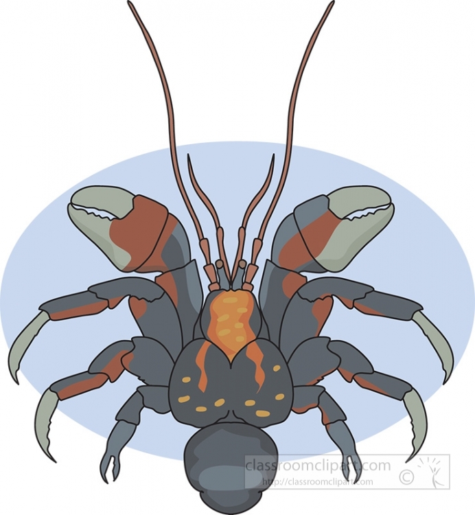 coconut crab 728