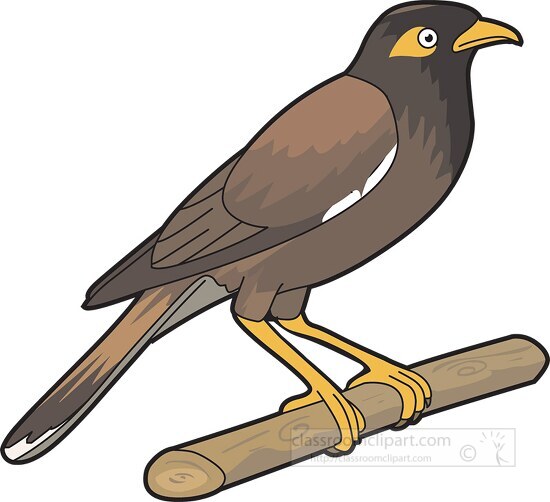 Common Myna Bird Clipart 32916 