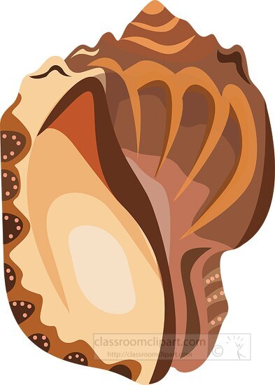 conch shell clipart 4523