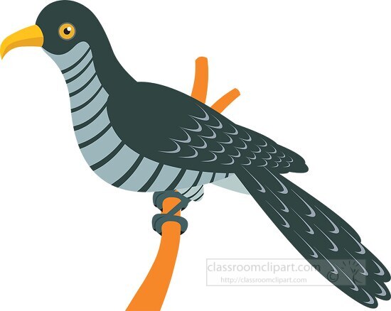 coocoo bird clipart