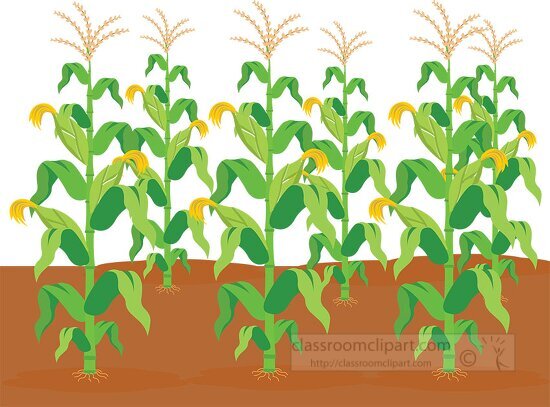 corn crops agriculture clipart